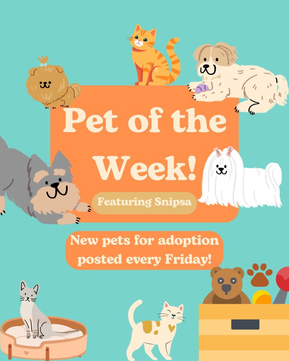 Pet of the Week: Leroy