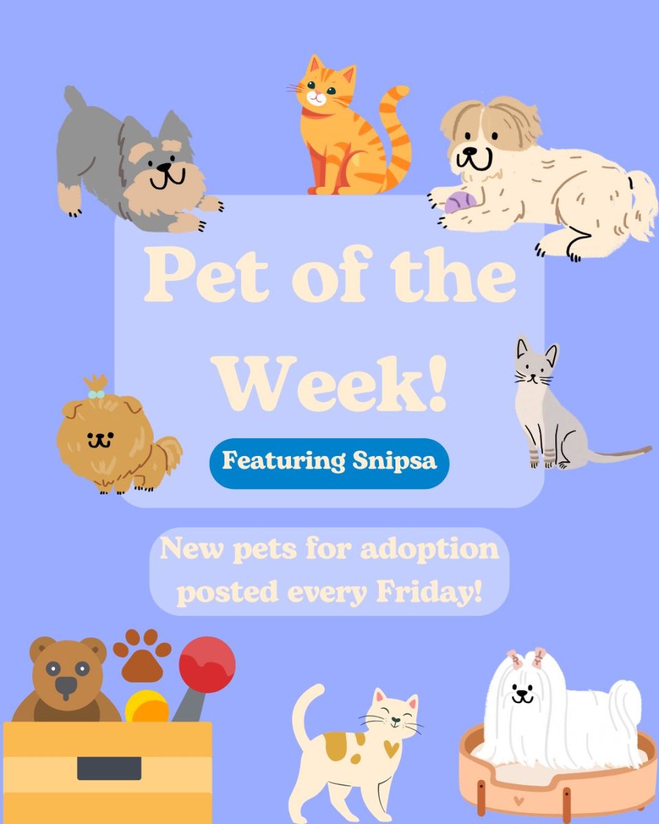 Pet of the Week: Azul