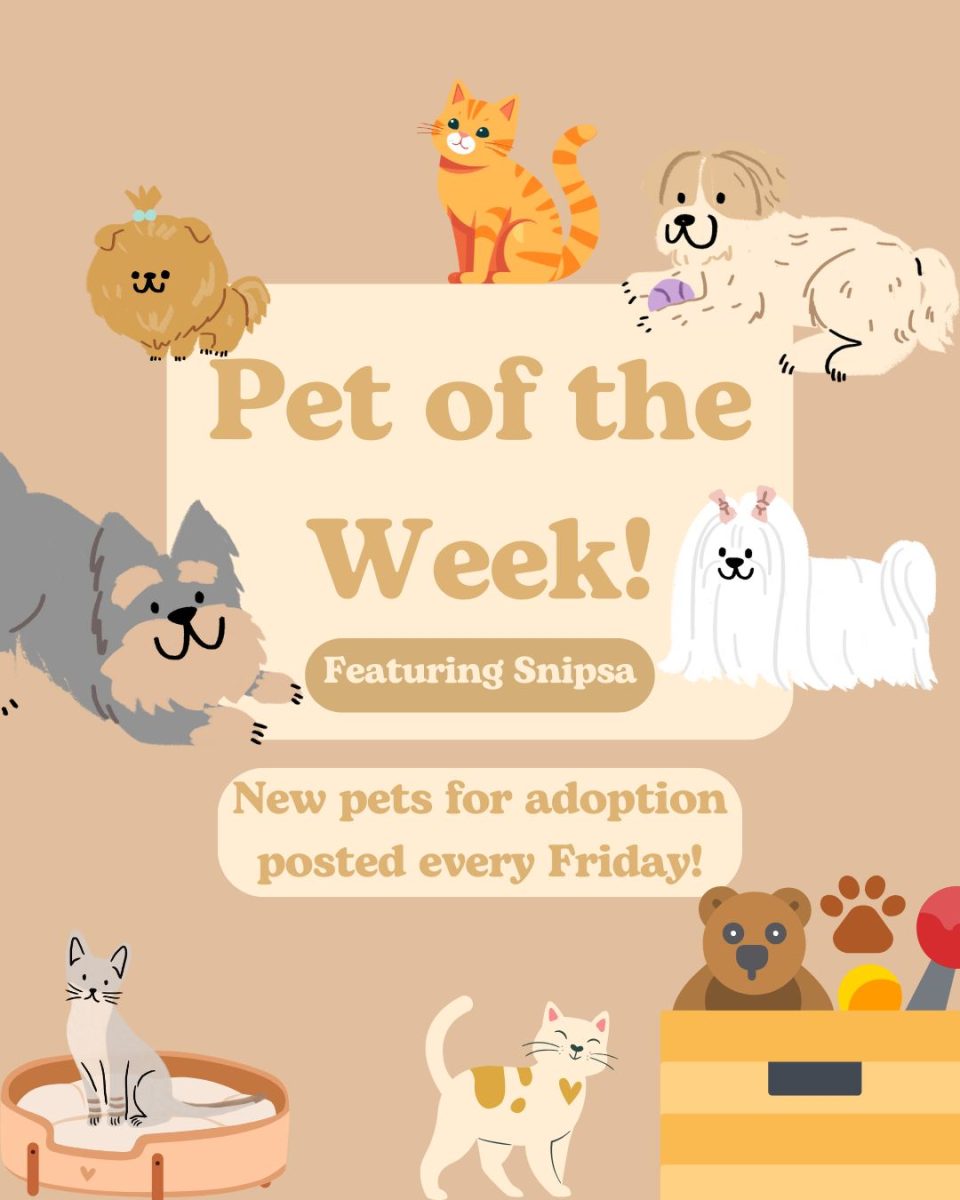 Pet of the Week: Brodi