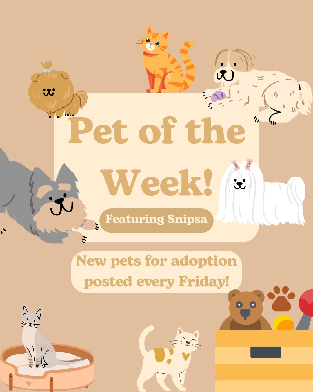 Pet of the Week: Brodi