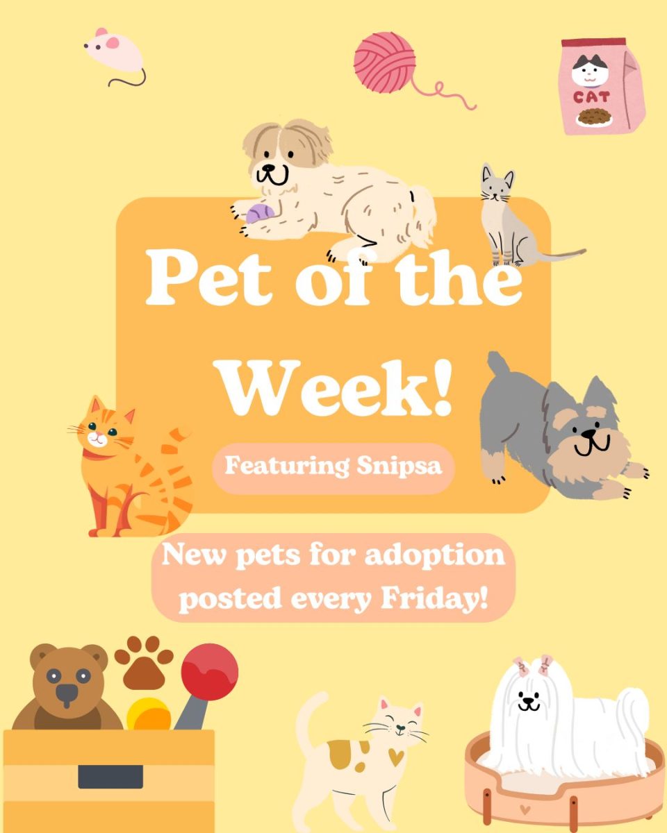 Pet of the Week: Nugget