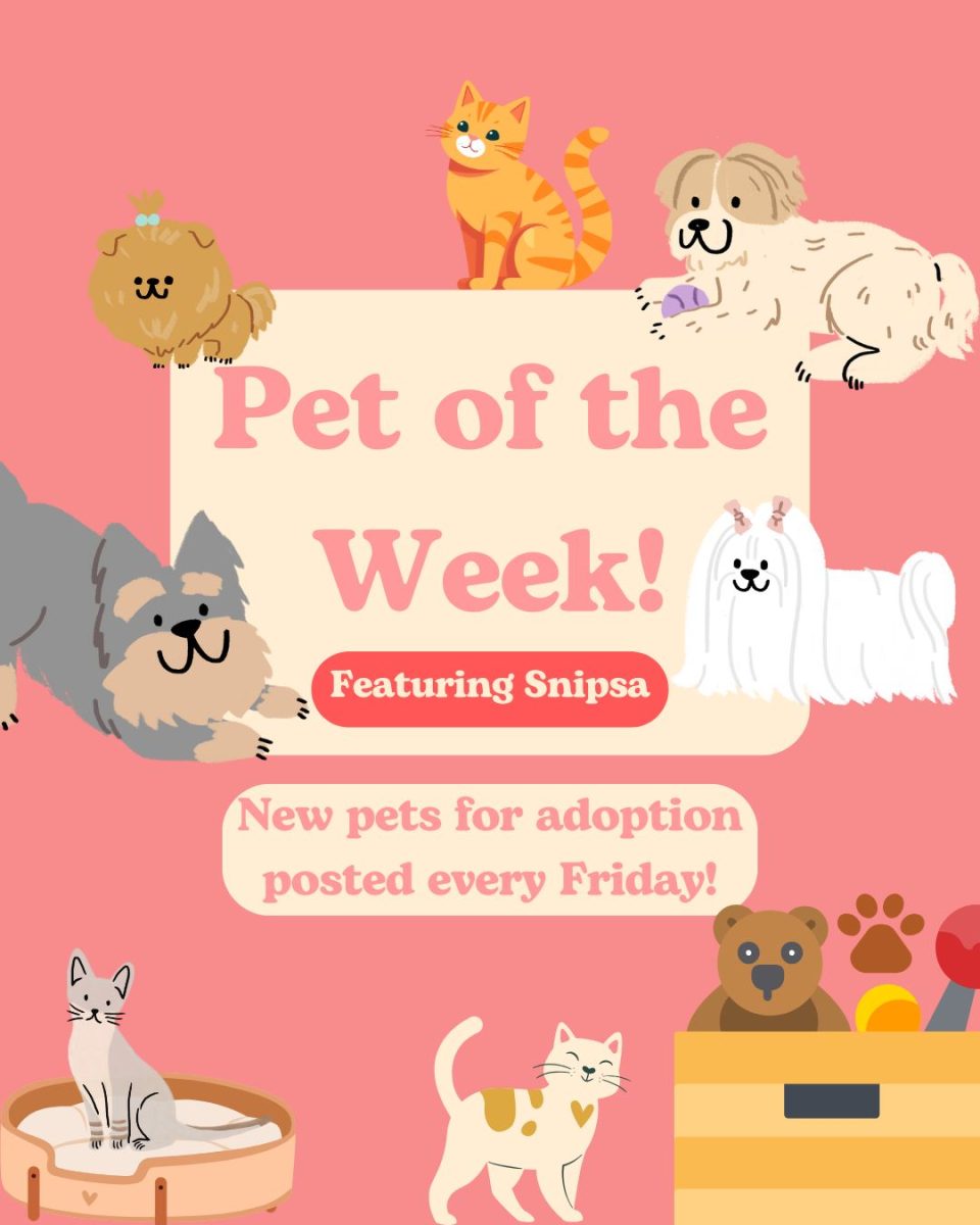 Pet of the Week: Bookie