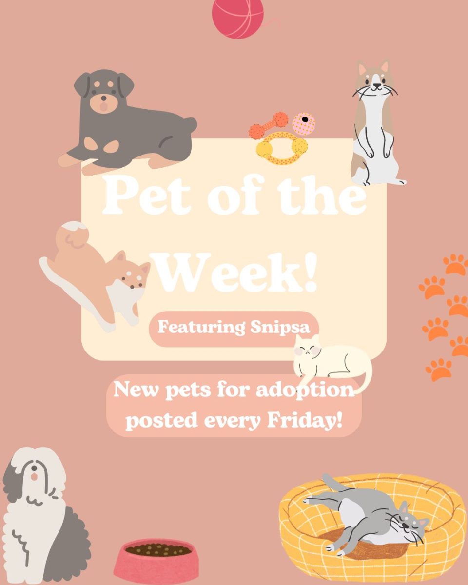 Pet of the week: Rossi