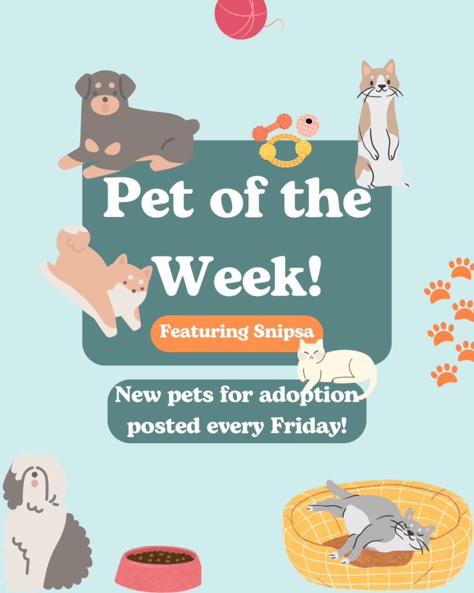 Pet of the Week: Dolores