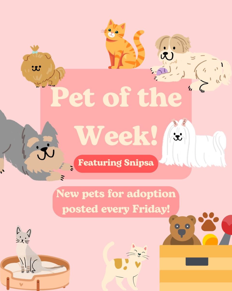 Pet of The Week: Olor