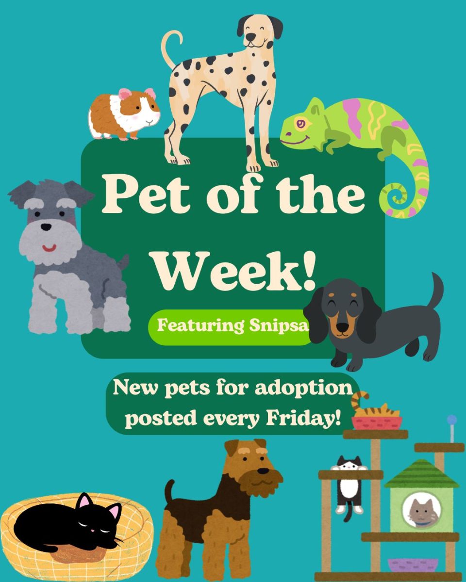 Pet of the Week: Fonzie