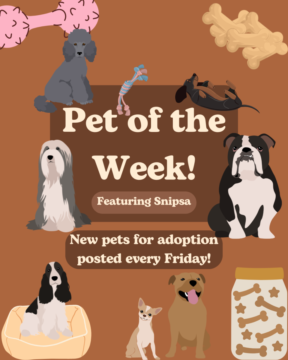 Pet of the Week: Goodyear